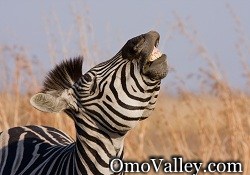 Zebra in the Lower Omo Valley